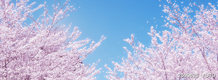 2013年2月の注目素材キーワードと4月の人気素材動向予測