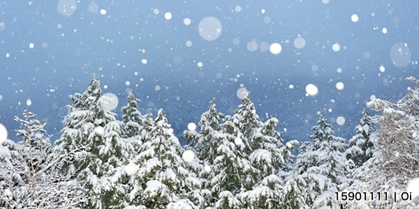 降雪の木々