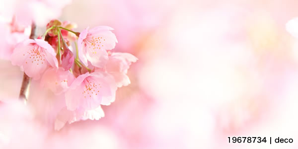 桜