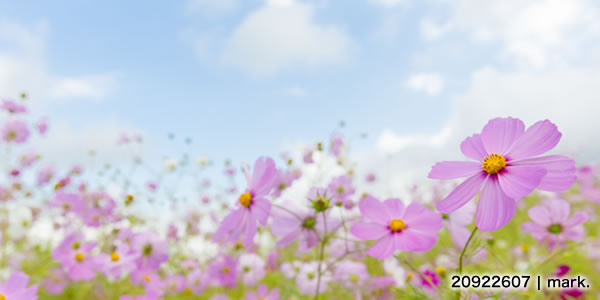秋桜イメージ