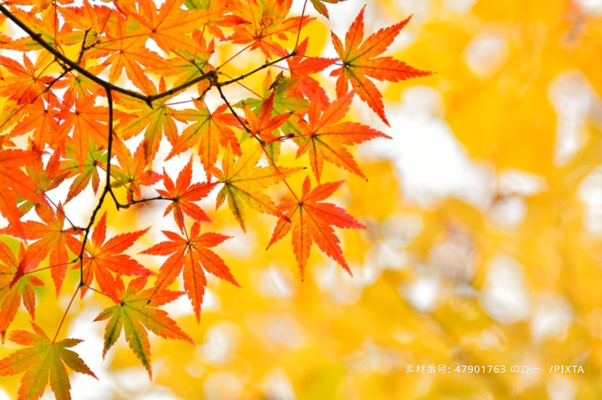 モミジの紅葉