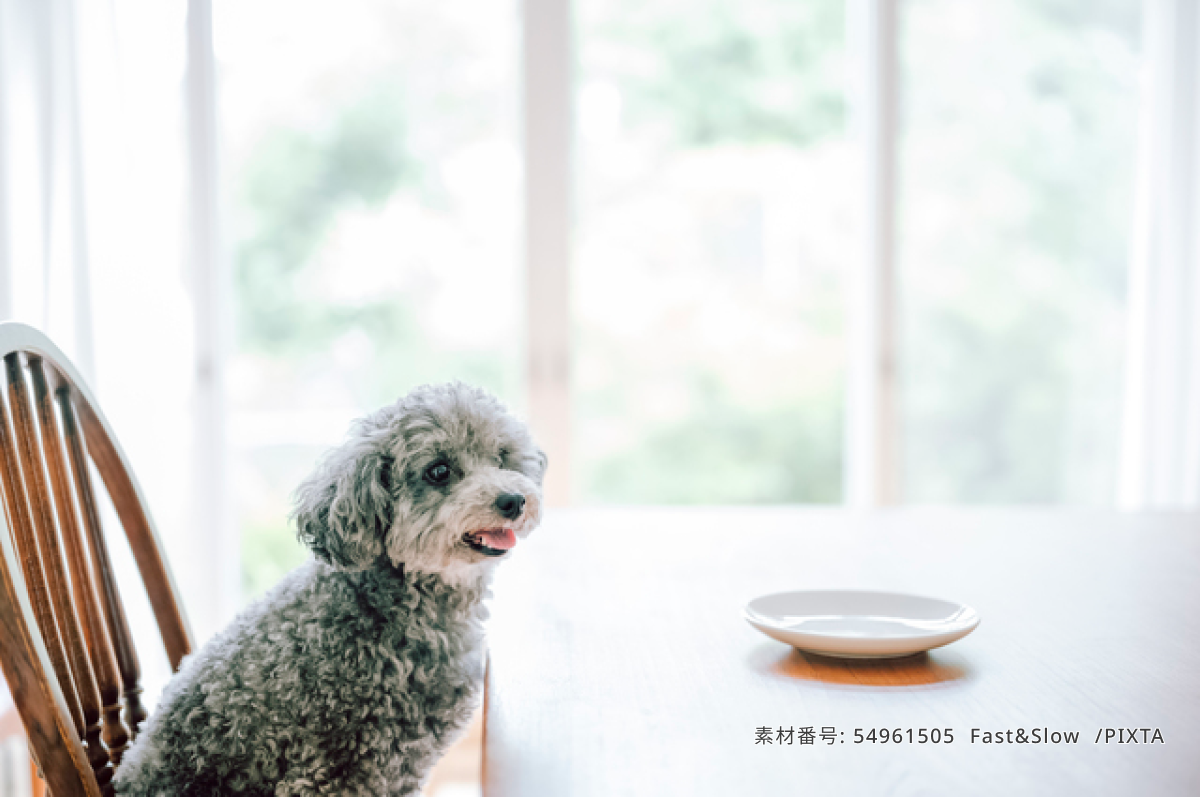 犬　ライフスタイル
